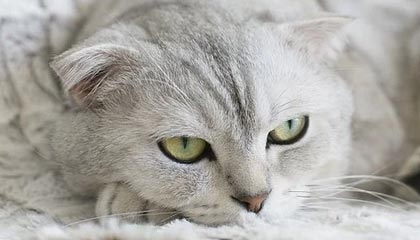 1xbet-许尔策勒：阿森纳不是在踢足球，他们在制造自己的足球规则